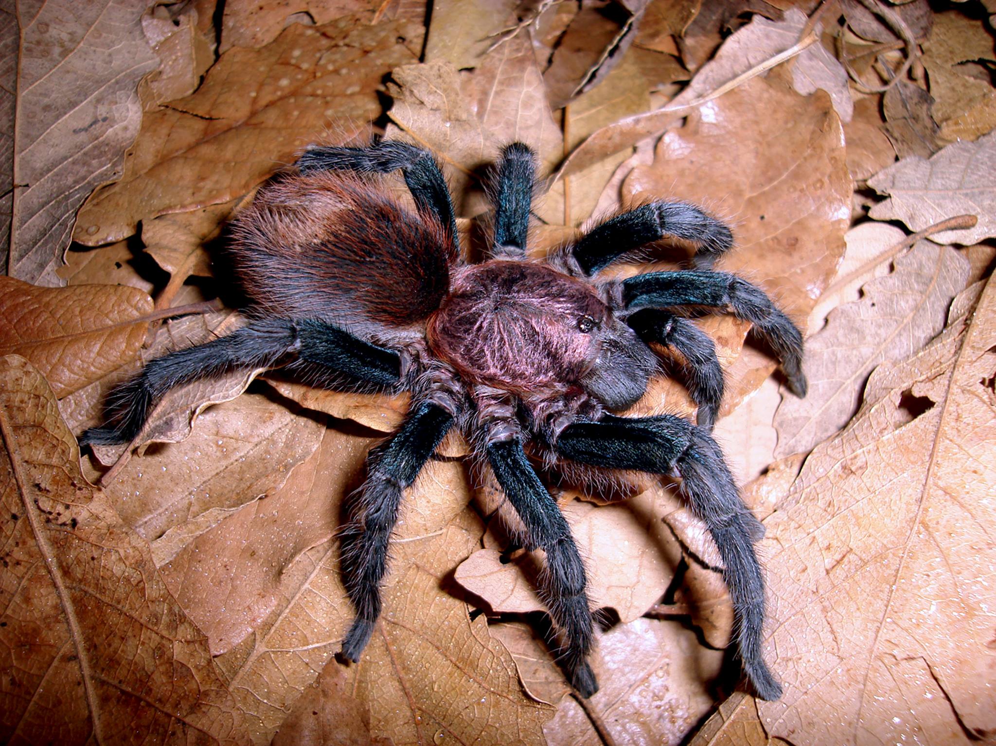 Bonnetina papalutlensis